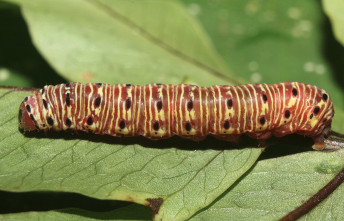 Figura 18. Larva <i>Argyrosticta vauaurea</i> (Noctuidae), último estadío (U) vista lateral, localidad Estación Quica, Sector Pitilla ACG (470m). Voucher: 18-SRNP-71641-DHJ750119.jpg.