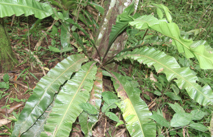 Figura 33. Planta hospedera de <i>Argyrosticta bellinita</i> (Noctuidae), planta llamada <i>Niphidium oblanceolatum</i> (Polypodiaceae), localidad Estación Quica, Sector Pitilla ACG (470m), foto: Ricardo Calero 31 Agosto 2019.