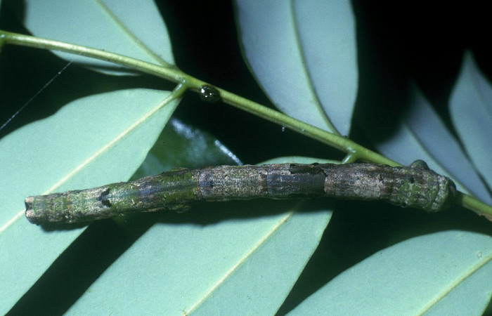 Fig.8. Vista dorsal de <i>Pero exquisita</i> (Geometridae). Voucher:04-SRNP-33729-DHJ84881.jpg