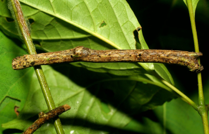Fig.6. Vista dorsal de <i>Pero exquisita</i> (Geometridae). Voucher:-08-SRNP-31416-DHJ440458.JPG