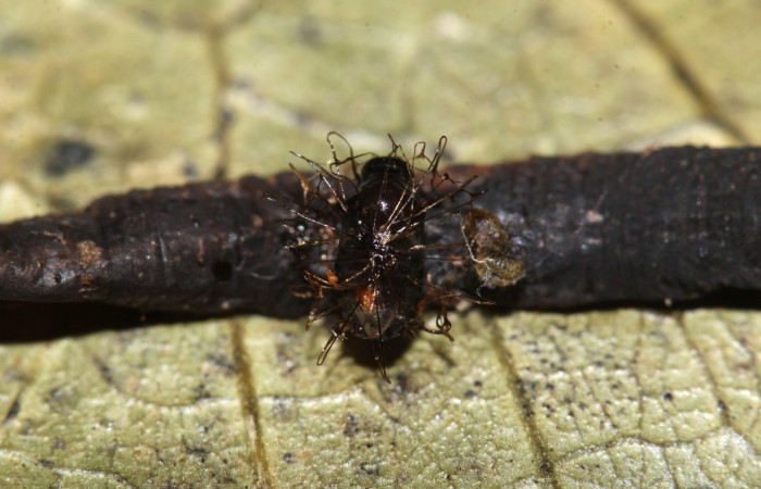 Fig.17. Vista dorsal de un capullo de la familia (Braconidae), parásito de <i>Pero exquisita</i> (Geometridae). Voucher: 17-SRNP-32006-DHJ740062.jpg