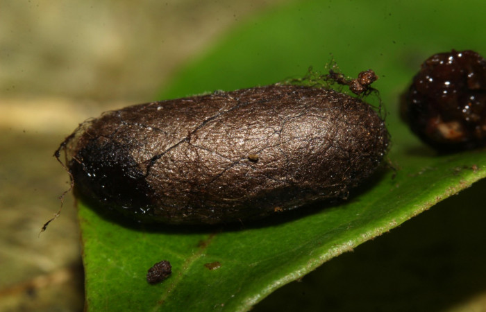 Fig.18. Vista lateral de un capullo de la familia (Ichneumonidae),especie (<i>Dusona</i> Janzen3225), parásito en <i>Pero exquisita</i> (Geometridae). Voucher: 17-SRNP-32018-DHJ740066.jpg
