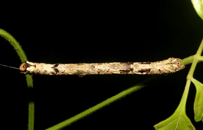 Fig.1. Vista dorsal de <i>Pero exquisita</i> (Geometridae). Voucher:19-SRNP-27014-DHJ761436.jpg