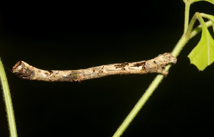 Fig.2. Vista lateral de <i>Pero exquisita</i> (Geometridae). Voucher:19-SRNP-27014-DHJ761437.jpg