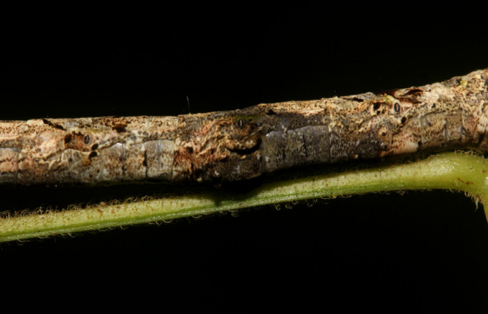 Fig.12. Vista lateral central <i>Pero exquisita</i> (Geometridae). Voucher: 19-SRNP-27014-DHJ761444.jpg