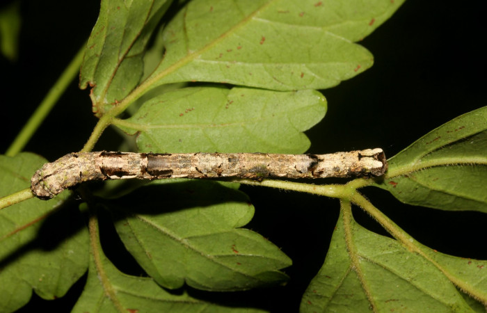 Fig.13. Vista dorsal central <i>Pero exquisita</i> (Geometridae). Voucher: 19-SRNP-27014-DHJ761445.jpg