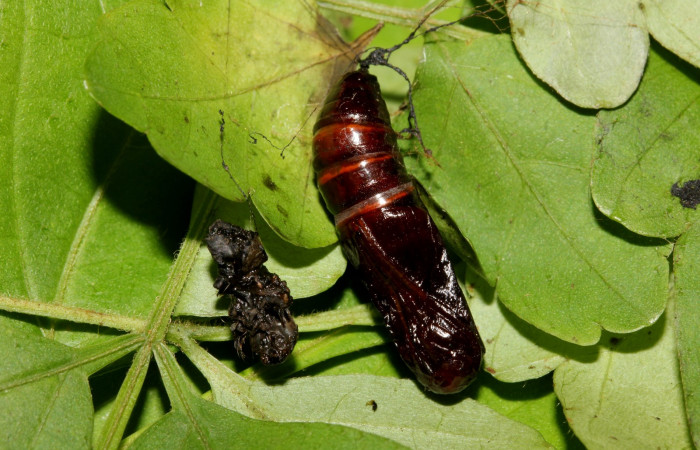 Fig.14. Vista lateral central pupa <i>Pero exquisita</i> (Geometridae). Voucher: 19-SRNP-27014-DHJ761480.jpg
