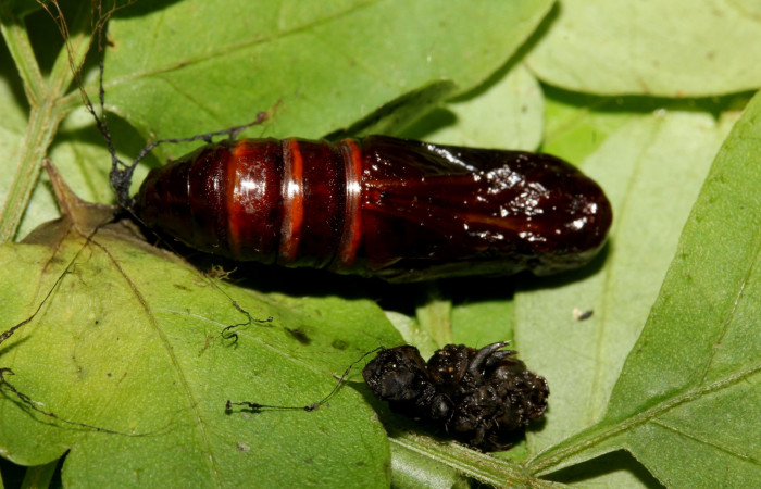 Fig.15. Vista lateral dorsal pupa <i>Pero exquisita</i> (Geometridae). Voucher: 19-SRNP-27014-DHJ761483.jpg