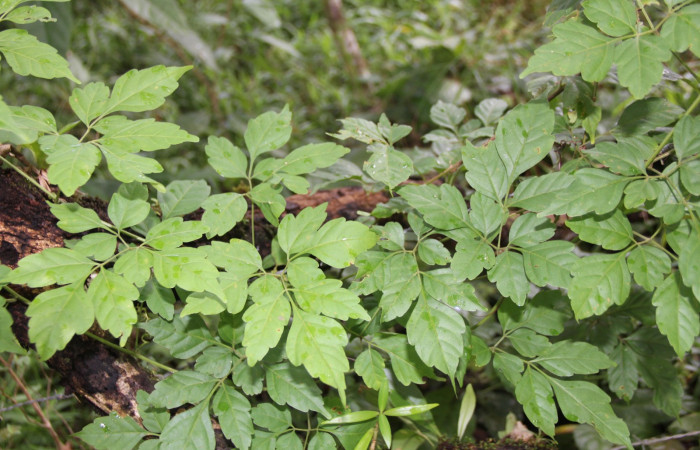 Fig.3. Vista de planta hospedera de <i>Pero exquisita</i> (Geometridae) <i>Serjania schiedeana</i> (Sapindaceae).