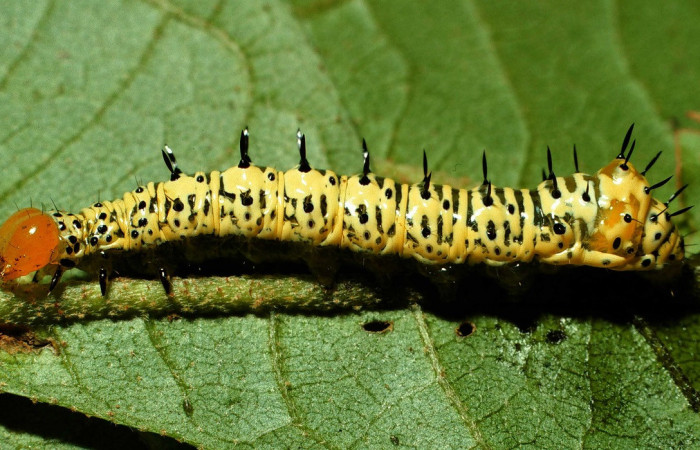Fig. 12. Larva de <i>Cropia</i> Poole02 (Noctuidae), alimentándose de <i>Cordia alliodora</i> (Cordaceae). Voucher: 01-SRPN-22476-DHJ67027.