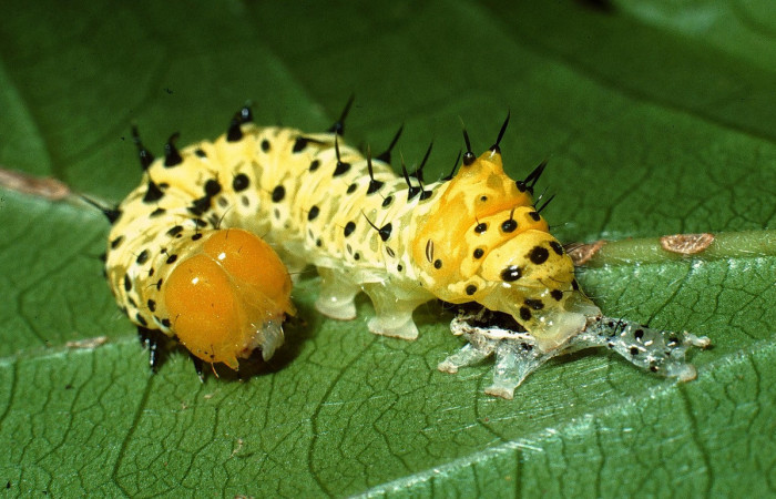 Fig. 13. Larva de <i>Cropia</i> Poole02 (Noctuidae),con restos de su piel después de mudar su cutícula. Voucher: 03-SRPN-19298-DHJ772238.