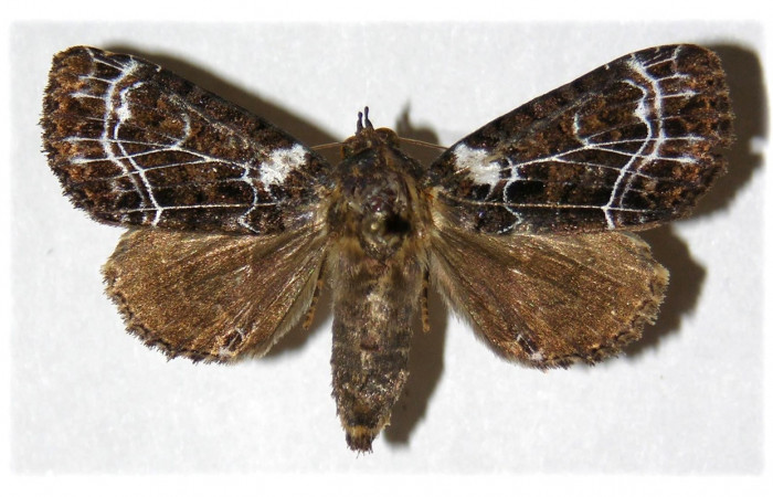 Fig. 20. Adulto hembra de <i>Cropia</i> Poole02 (Noctuidae), las hembras poseen abdomen mas robustos que los del macho .Voucher: 05-SRPN-2027-DHJ314152.