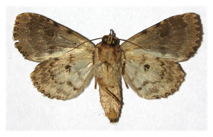 Fig. 21. Adulto hembra de <i>Cropia</i> Poole02 (Noctuidae), discriminar machos de hembras por su morfologia es confuso por lo que es necesario revisar genitales .Voucher: 05-SRPN-2027-DHJ314153.
