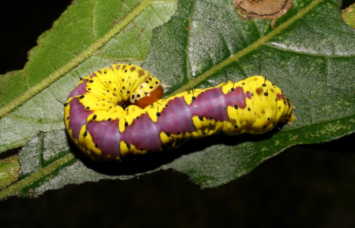 Fig. 16. Larva inactiva o en reposo <i>Cropia</i> Poole02 (Noctuidae), alimentandose de <i>Cordia alliodora</i> (Cordaceae). Voucher: 05-SRPN-4242-DHJ402725.