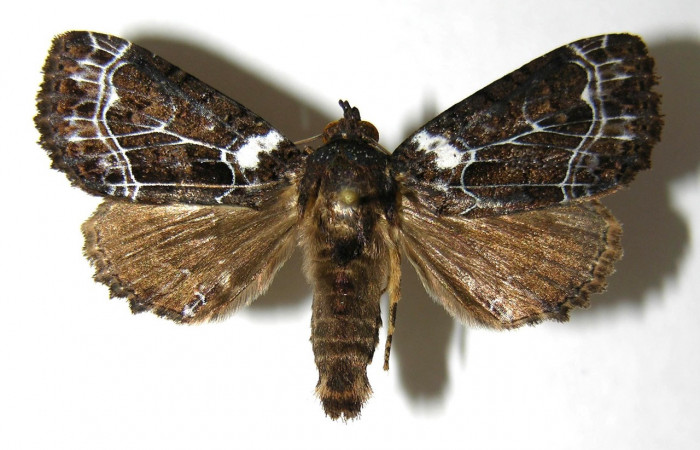Fig. 20. Macho de <i>Cropia</i> Poole02 (Noctuidae), adulto no presenta dimorfismo sexual con las hembras de su especie.Voucher: 06-SRPN-4077-DHJ350582.