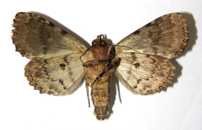 Fig. 21. Macho de <i>Cropia</i> Poole02 (Noctuidae), adulto con patrones en su área ventral similares a las hembras debiendo que no presentan dimorfismo sexual. Voucher: 06-SRPN-4077-DHJ350583.