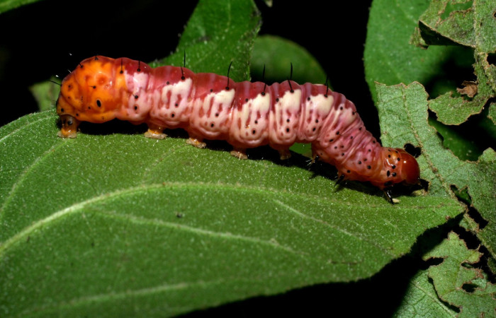 Fig. 17. Prepupa de <i>Cropia</i> Poole02 (Noctuidae), coloración distintiva de esta etapa .Voucher: 09-SRPN-55336-DHJ451858.