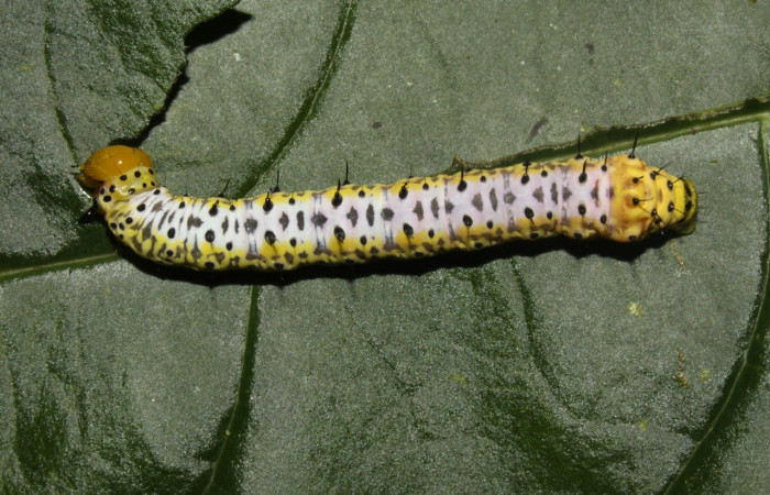 Fig. 11. Larva de <i>Cropia</i> Poole01 (Noctuidae), alimentándose de Bourreria costarricensis (Ehretiaceae). Voucher: 12-SRPN-31491-DHJ485824.
