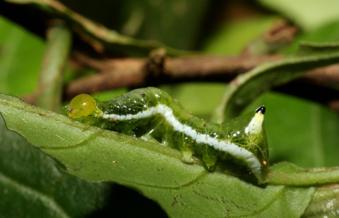Fig. 10. Larva de <i>Cropia isidora</i> (Noctuidae), alimentándose de planta familia Boraginaceae. Voucher: 13-SRPN-36597-DHJ490438.