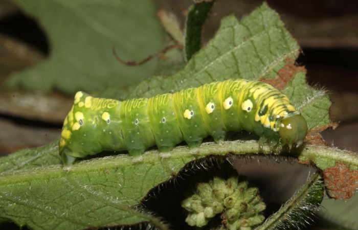 Fig. 2. Larva de <i>Cropia hadenoides</i> (Noctuidae), alimentándose de <i>Hyptis capitata</i> (Lamiaceae). Voucher: 17-SRPN-32088-DHJ740146.