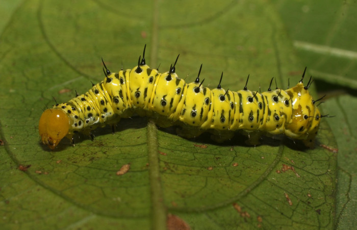 Fig. 7. Larva de <i>Cropia philosopha</i> (Noctuidae), larva en penúltimo estadio. Voucher: 22-SRPN-35745-DHJ793191.