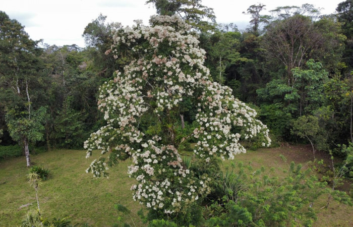 Fig. 19. Planta en floración de <i>Cordia alliodora</i> (Cordaceae), hospedero de oruga de <i>Cropia</i> Poole02 (Noctuidae).Foto. Marco Bustos Salazar, Director de Áreas Silvestres.Dos Rios de Upala, marzo 2023.