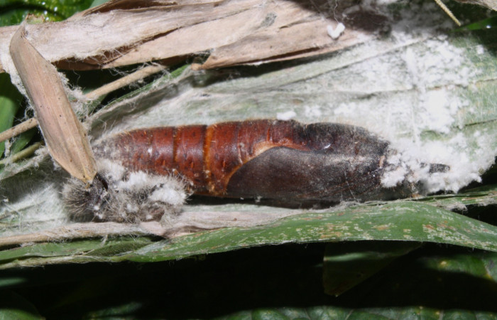 Figura 8. Detalle de pupa <i>Xeniades chalestra</i> (Hesperiidae). (11-SRNP-23409-DHJ492960).