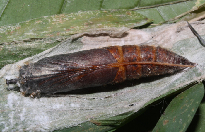 Figura 9. Pupa <i>Xeniades chalestra</i> (Hesperiidae). (11-SRNP-23409-DHJ492990).