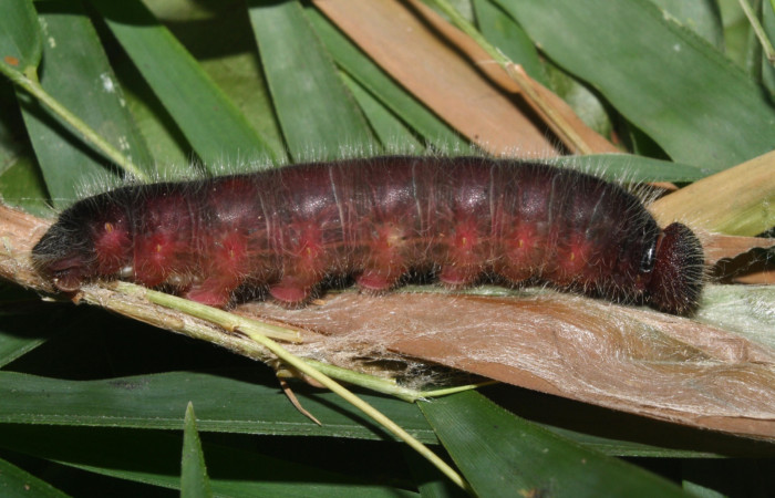 Figura 2. Detalle lateral entero en último estadío, <i>Xeniades chalestra</i> (Hesperiidae). (11-SRNP-23443-DHJ493103).