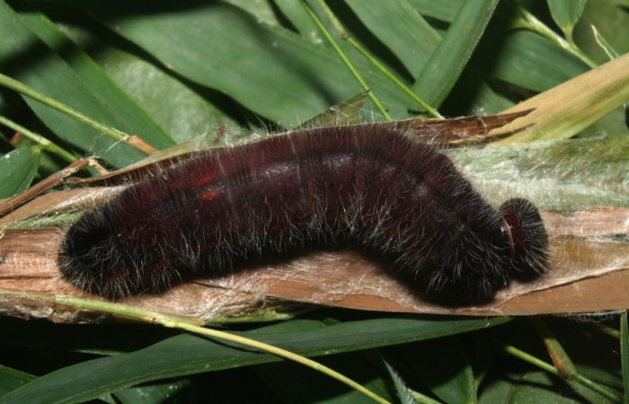 Figura 3. Detalle de dorsal, <i>Xeniades chalestra</i> (Hesperiidae). (11-SRNP-23443-DHJ493107).