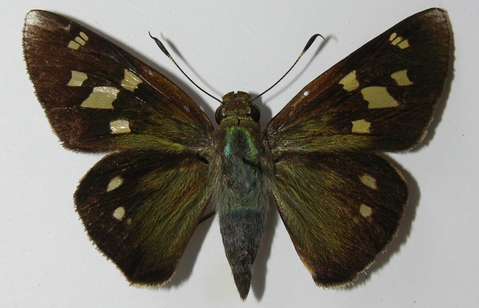 Figura 10. Adulto dorsal <i>Xeniades chalestra</i> (Hesperiidae). (12-SRNP-70045-DHJ562160).