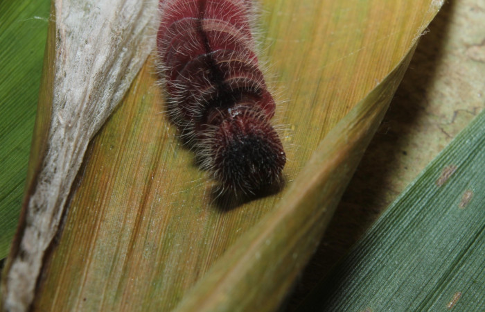 Figura 7. Detalle de cabeza, <i>Xeniades chalestra</i> (Hesperiidae). (18-SRNP-45410-DHJ718715).