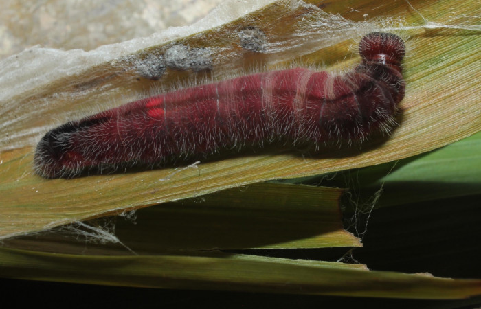 Figura 5. Detalle en último estadío <i>Xeniades chalestra</i> (Hesperiidae). (18-SRNP-45410-DHJ718719).