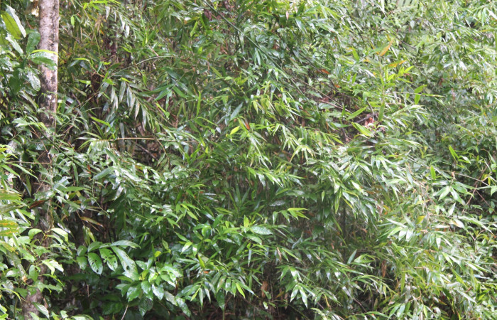 Fig 1. Planta hospedera donde se alimenta <i>Xeniades chalestra</i> (Hesperiidae) <i>Guadua paniculata</i> (Poaceae).