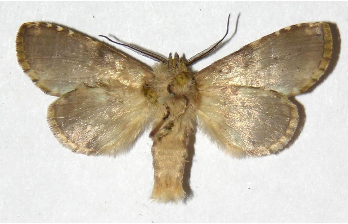 Fig. 17. Macho de <i>Luca livida </i>(Notodontidae), vista ventral. Voucher: 01-SRNP-7058-DHJ311669.
