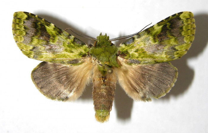 Fig. 12. Macho de <i>Luca</i> lividaDHJ01 (Notodontidae), vista dorsal. Voucher: 06-SRNP-35258-DHJ350340.
