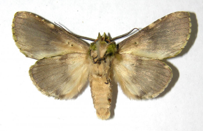 Fig. 13. Macho de <i>Luca</i> lividaDHJ01 (Notodontidae), vista ventral. Voucher: 06-SRNP-35258-DHJ350341.