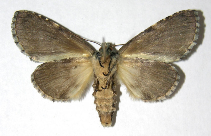 Fig. 15. Hembra de <i>Luca</i> lividaDHJ01 (Notodontidae), vista ventral.Voucher: 06-SRNP-35259-DHJ350343.