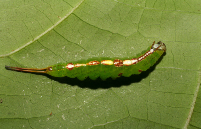 Fig. 6. Larva de <i>Luca</i> lividaDHJ01 (Notodontidae) comiendo <i>Calatola costarricensis</i> (Metteniusaceae), vista dorsal. Voucher: 06- SRNP-5147-DHJ410897.