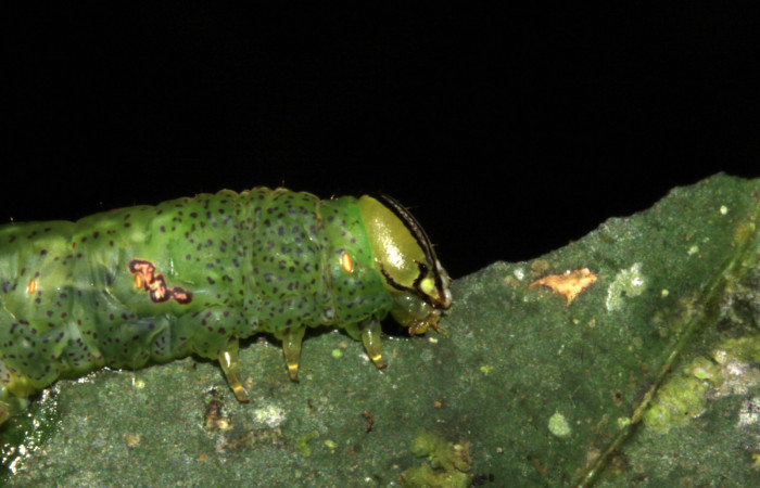 Fig. 9. Detalle cabeza de <i>Luca</i> lividaDHJ01 (Notodontidae) comiendo <i>Calatola costarricensis</i> (Metteniusaceae). Voucher: 15-SRNP-30964- DHJ722000.