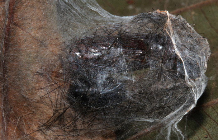 Fig. 10. Pupario de <i>Houghia aerata</i> (Tachinidae) en <i>Luca</i> lividaDHJ01 (Notodontidae). Voucher: 18- SRNP-31095-DHJ745674.