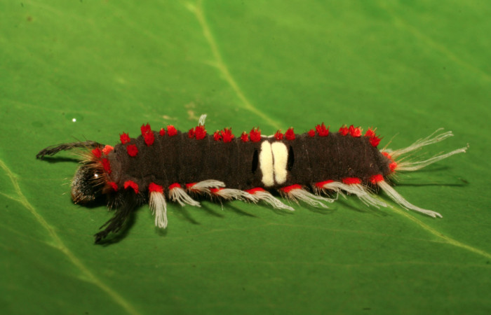 Figura 9. Larva de <i>Rhetus castigatus</i> en último  estadío, vista lateral. (07-SRNP-15225-DHJ426364).