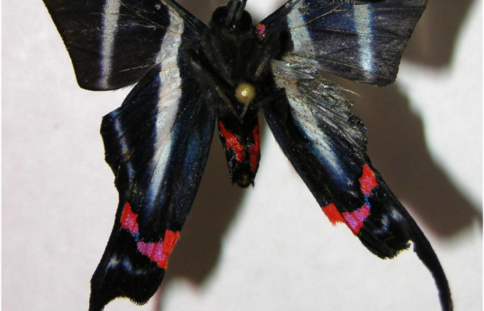 Figura 2. Adulto de <i>Rhetus castigatus</i> (Macho), vista ventral. (07-SRNP-45807-DHJ377889).