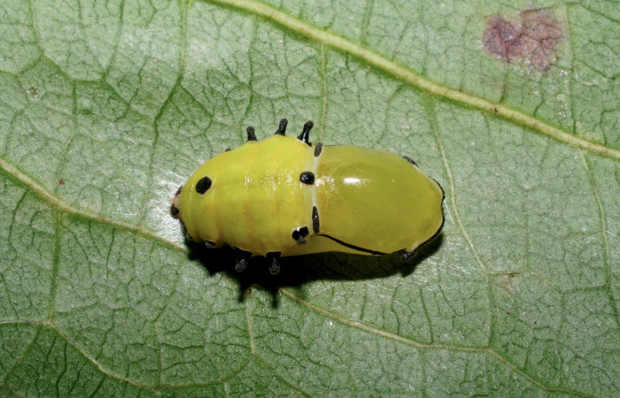 Figura 12. Pupa de <i>Rhetus castigatus</i>, vista dorsal. (07-SRNP-58892-DHJ428917).