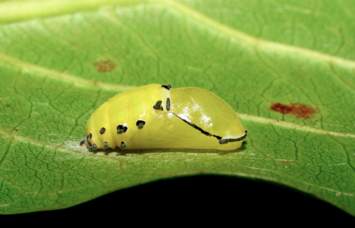 Figura 13. Pupa de <i>Rhetus castigatus</i>, vista lateral. (07-SRNP-58892-DHJ428918).