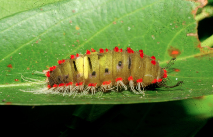 Figura 10. Prepupa de <i>Rhetus castigatus</i>, vista lateral.  (07-SRNP-61201-DHJ435251).