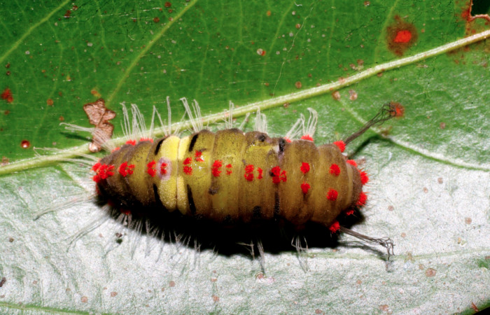 Figura 11. Prepupa de <i>Rhetus castigatus</i>, vista dorsal.  (07-SRNP-61201-DHJ435254).