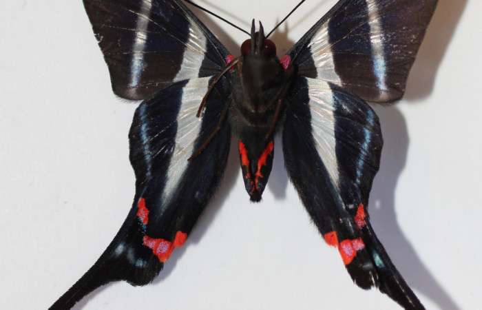 Figura 4. Adulto de <i>Rhetus castigatus</i> (hembra), vista ventral. (12-SRNP-20249-DHJ584935).