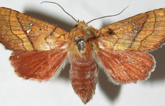 Figura 1. Adulto de <i>Aprica patula</i> (Noctuidae), vista dorsal, localidad Quebrada Otilio, Sector Cacao ACG (550). Voucher: 07-SRNP-46184-DHJ388542.jpg.