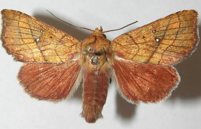 Figura 8. Adulto de <i>Aprica patula</i> (Noctuidae), vista dorsal, localidad Quebrada Escondida, Sector Rincón Rain Forest ACG (420m). Voucher: 10-SRNP-44267-DHJ539124.jpg.